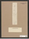 Navicula sp. (de-Toni-Nr.: Genus 1) Zeichnungen Sammlung Grunow Nr. 1400 (NHMW-BOT-W0368368)
